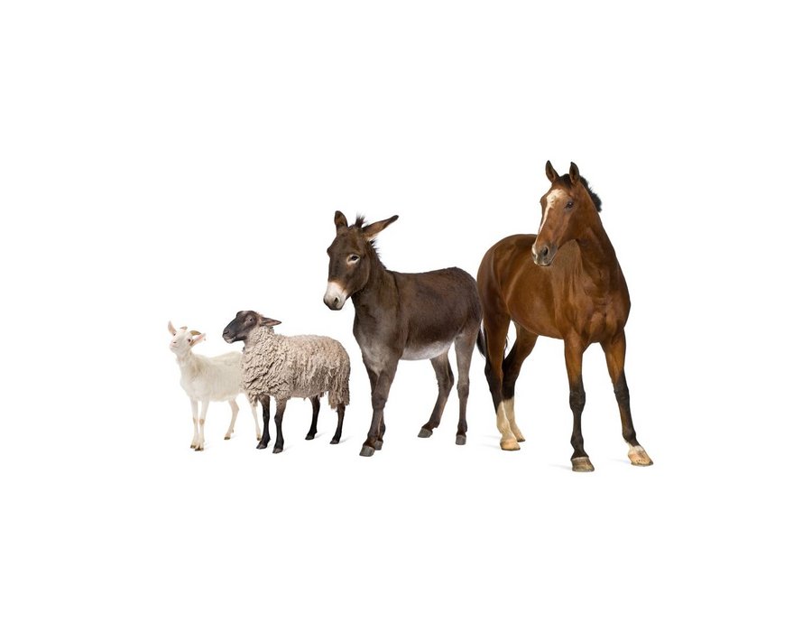Tierarzneimittel: Großhandel, Verantwortliche Person & GDP Tierarzneimittel: Großhandel, Verantwortliche Person & GDP