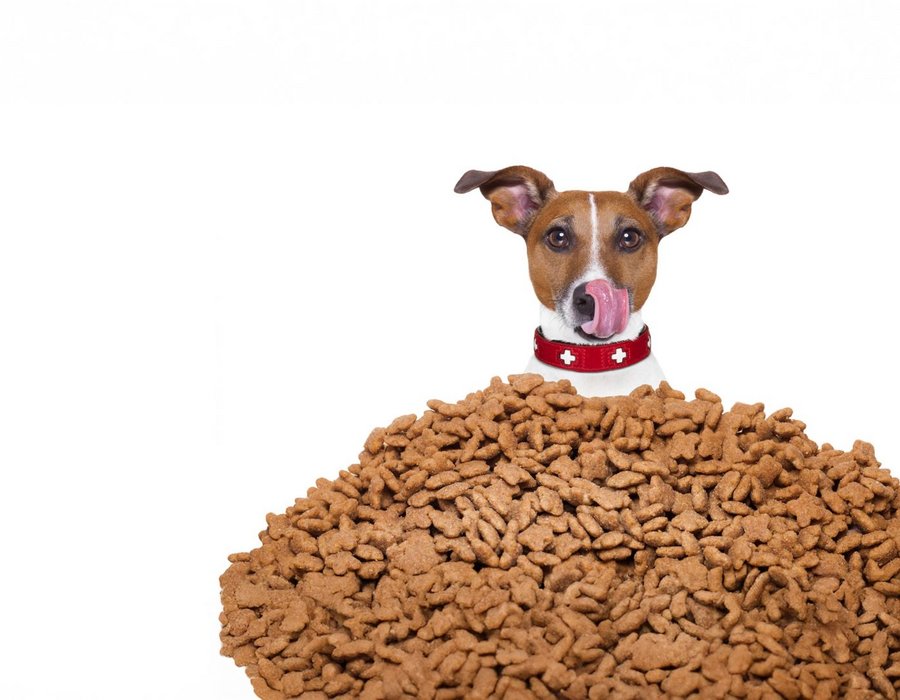 Tierernährung & Petfood-Entwicklung Tierernährung & Petfood-Entwicklung