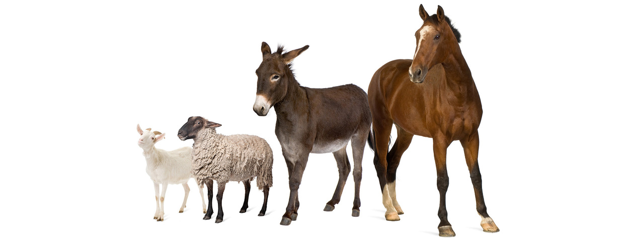 Seminar: Futtermittel: Import, Export, Zollrecht